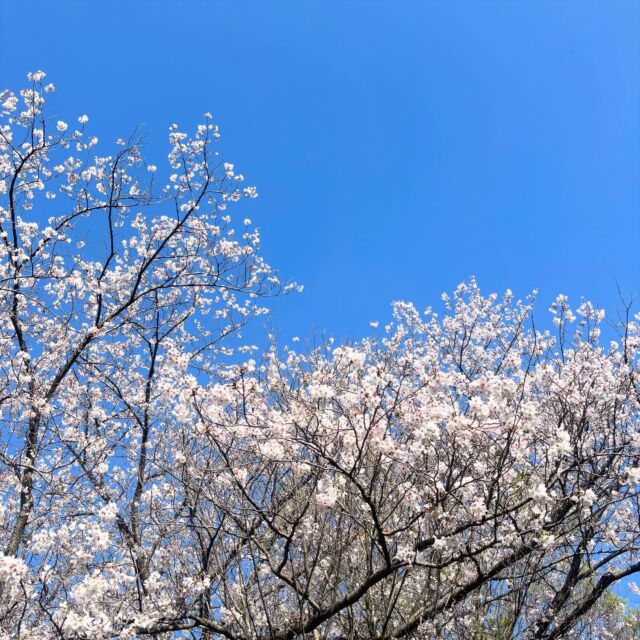 .

雨が続いていましたが、昨日は午後から晴れ模様
散る前に写真を撮ることができました〜🌸✨

スタッフも写真撮影に協力してくれました😆